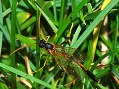 Ichneumon Wasp